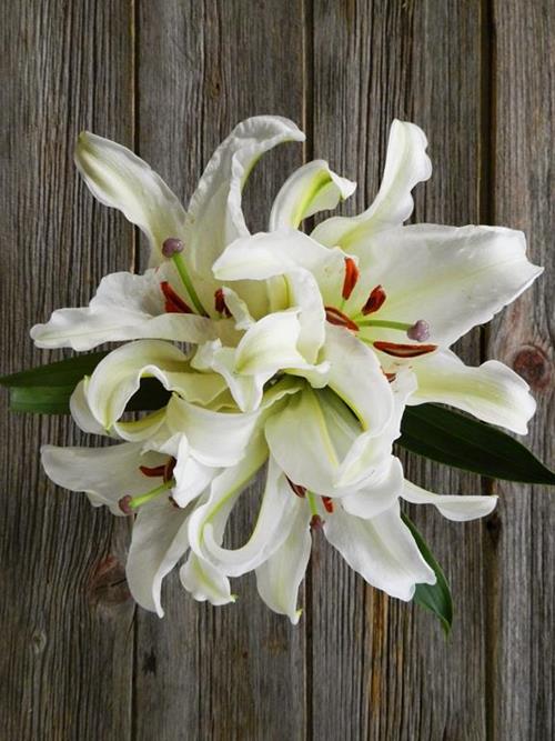 CRYSTAL WHITE 3/WHITE ORIENTAL LILY
